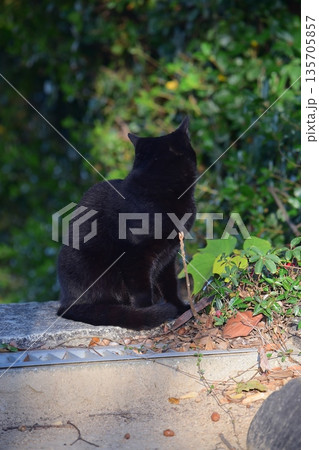 地域猫 地域猫 135705857