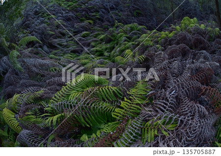 シダの葉 135705887
