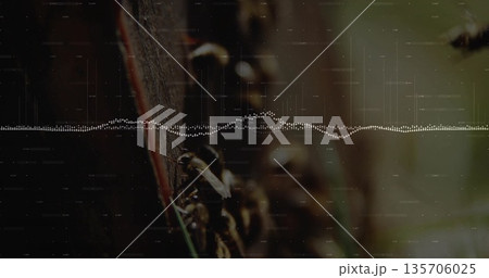 Crawling bees exploring wooden plank at outdoor apiary, with digital waveform overlay, copy space 135706025