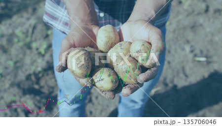 Farmer harvesting freshly dug potatoes showing dark soil in tilled field with market chart overlay Farmer harvesting freshly dug potatoes showing dark soil in tilled field with market chart overlay 135706046