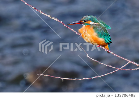 水辺の枝から獲物を狙うカワセミ雌 水辺の枝から獲物を狙うカワセミ雌 135706498