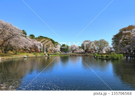 桜満開の烏ヶ森公園/栃木県那須塩原市 桜満開の烏ヶ森公園/栃木県那須塩原市 135706568