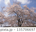 青空に映える満開の桜 135706697