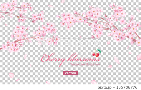 Watercolor illustration of cherry blossoms and falling petals. Arched frame design. Background. (Vector) Watercolor illustration of cherry blossoms and falling petals. Arched frame design. Background. (Vector) 135706776
