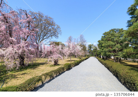 京都二条城の満開の枝垂れ桜 (京都府京都市中京区) 135706844