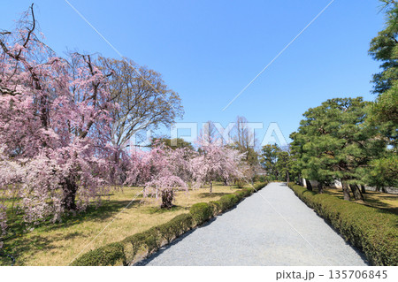 京都二条城の満開の枝垂れ桜 (京都府京都市中京区) 135706845