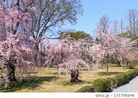 京都二条城の満開の枝垂れ桜 (京都府京都市中京区) 京都二条城の満開の枝垂れ桜 (京都府京都市中京区) 135706846