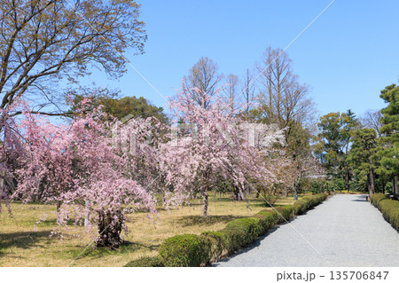 京都二条城の満開の枝垂れ桜 (京都府京都市中京区) 京都二条城の満開の枝垂れ桜 (京都府京都市中京区) 135706847