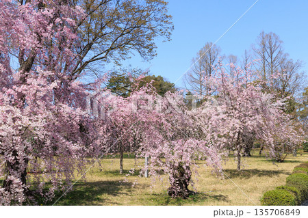 京都二条城の満開の枝垂れ桜 (京都府京都市中京区) 135706849
