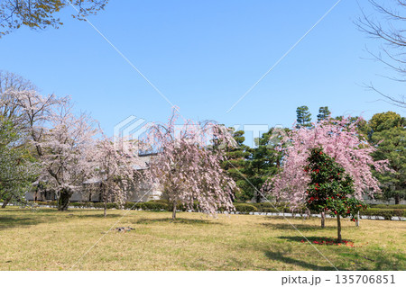 京都二条城の満開の枝垂れ桜 (京都府京都市中京区) 京都二条城の満開の枝垂れ桜 (京都府京都市中京区) 135706851