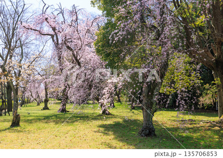 京都二条城の満開の枝垂れ桜 (京都府京都市中京区) 京都二条城の満開の枝垂れ桜 (京都府京都市中京区) 135706853