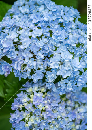 青い紫陽花 135706878