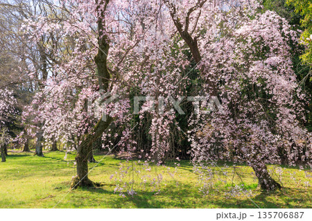 京都二条城の満開の枝垂れ桜 (京都府京都市中京区) 135706887