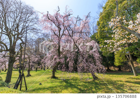 京都二条城の満開の枝垂れ桜 (京都府京都市中京区) 135706888