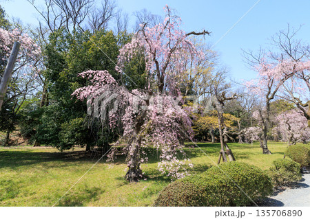 京都二条城の満開の枝垂れ桜 (京都府京都市中京区) 135706890