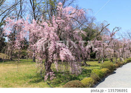 京都二条城の満開の枝垂れ桜 (京都府京都市中京区) 京都二条城の満開の枝垂れ桜 (京都府京都市中京区) 135706891
