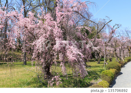 京都二条城の満開の枝垂れ桜 (京都府京都市中京区) 135706892