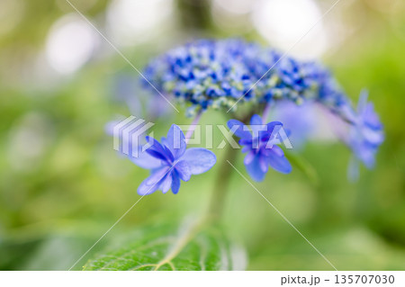青い額紫陽花 135707030