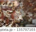 枯れた花 135707103
