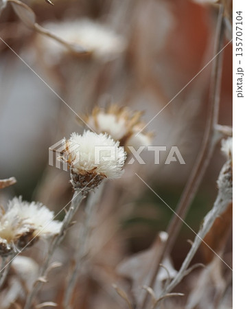 綿毛の花 綿毛の花 135707104