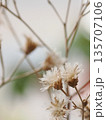 綿毛の花 135707106