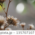 枯れた花 135707107