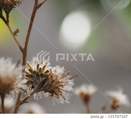 枯れた花 135707107