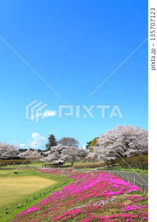 桜満開の長峰公園／栃木県矢板市 135707123