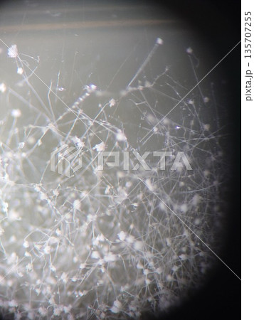 カスミソウに似た感じのコウジカビ 135707255