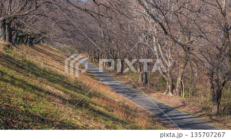 背割り堤　京都府八幡市 135707267