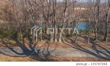 宇治川河川敷の樹林　背割り堤　京都府八幡市 135707268