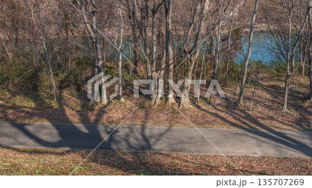 宇治川河川敷の樹林　背割り堤　京都府八幡市 135707269