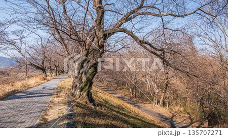 冬の背割り堤　京都府八幡市 135707271
