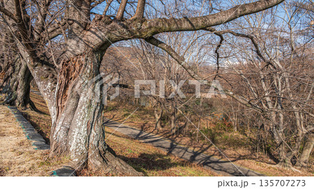 冬の背割り堤 京都府八幡市 冬の背割り堤 京都府八幡市 135707273