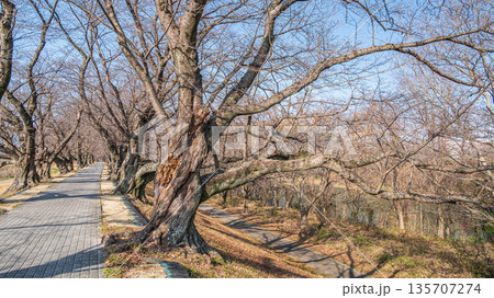 冬の背割り堤　京都府八幡市 135707274