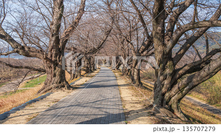 冬の背割り堤　京都府八幡市 135707279