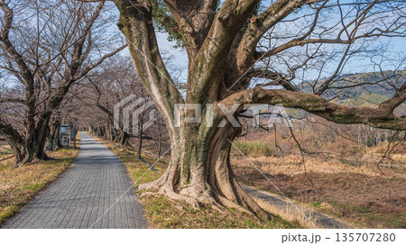 冬の背割り堤に立つエノキの大木 京都府八幡市 冬の背割り堤に立つエノキの大木 京都府八幡市 135707280