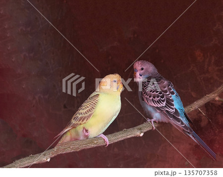 Pair of Budgerigars Perched on Branch with Dark Background 135707358