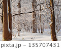 雪の積もった林 135707431