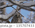 木に止まる冬のエゾフクロウ 135707433