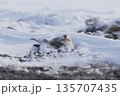 雪の上で休むユキホオジロ 135707435