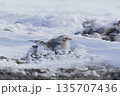 雪の上で休むユキホオジロ 135707436