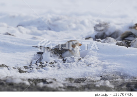 雪の上で休むユキホオジロ 135707436