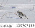 雪原に降りたユキホオジロ 135707438