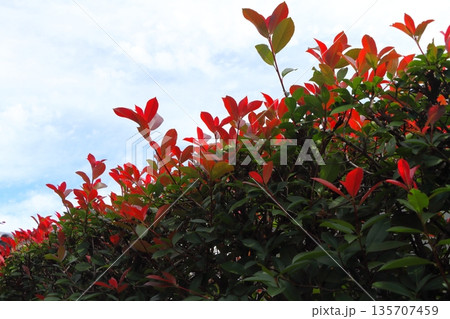 生垣などによく利用されるレッドロビン 135707459