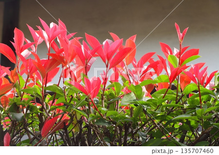 生垣などによく利用されるレッドロビン 135707460