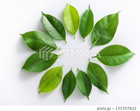 円状の葉っぱ 135707622