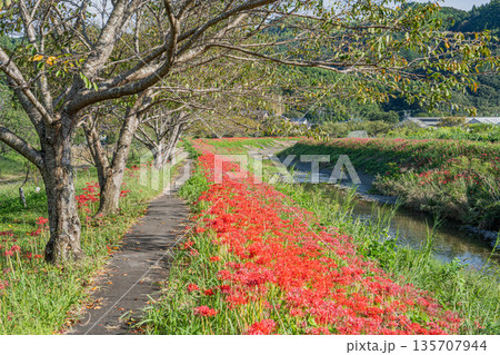 藤枝市の白ふじの里周辺に咲く彼岸花の風景(静岡県) 藤枝市の白ふじの里周辺に咲く彼岸花の風景(静岡県) 135707944