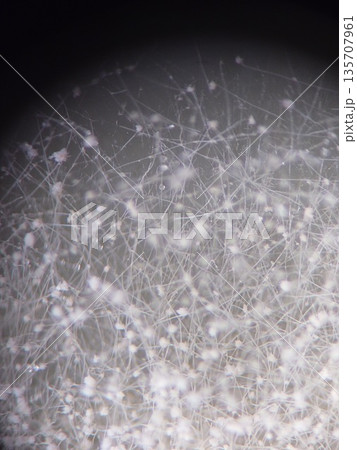 顕微鏡を覗いて見える様子 135707961