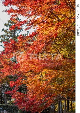 浜松市の二俣城跡の風景(静岡県) 浜松市の二俣城跡の風景(静岡県) 135708010